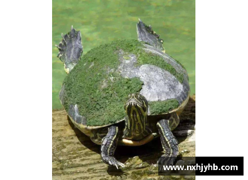 我的巴西龟太活跃了怎么办？要紧吗？(小巴西龟会被水淹死嘛？)